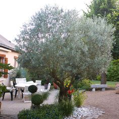 an outdoor area with chairs, tables and a tree in the middle is shown here