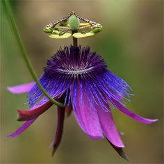 a purple flower with a frog sitting on it's back and another plant in the background