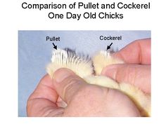 a person holding a piece of chicken in their left hand with the words comparison and comparison on it