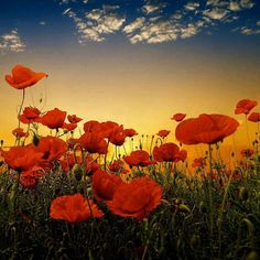 a field full of red flowers under a cloudy sky