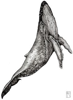 a drawing of a humpback whale in black and white