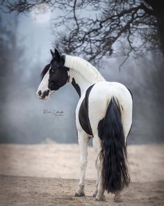 a black and white horse standing on top of a dirt field next to a tree