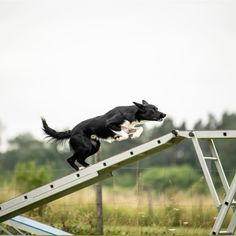 a black and white dog jumping over a slide on top of a wooden structure with grass in the background