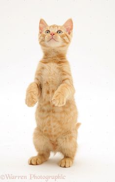 an orange tabby cat standing on its hind legs with one paw in the air