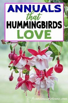 hummings hanging from a tree with the words, annual that hummingbirds love