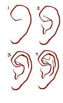 four different types of ear shapes and their corresponding parts are shown in red ink on a white background