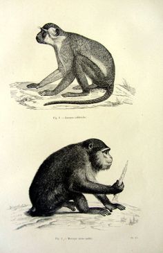 two monkeys sitting on the ground next to each other