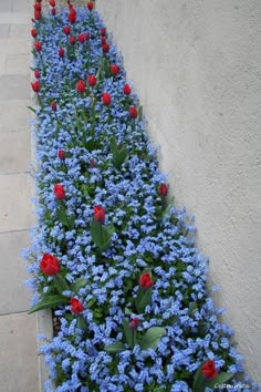 blue and red flowers line the side of a building