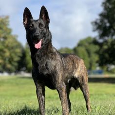 a large black dog standing on top of a green grass covered field with trees in the background