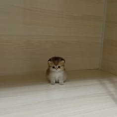 a small brown and white kitten sitting on top of a hard wood floor next to a wall