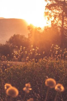 the words you make all things new are in front of some wildflowers at sunset