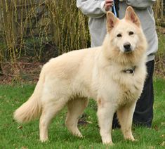 a large white dog standing on top of a lush green field