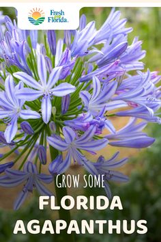 purple flowers with the words grow some florida agapanthus