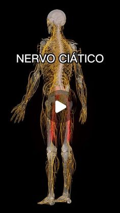 the nervous system is shown in this image with text that reads nervo ciatico