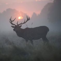 a deer with antlers standing in the foggy grass at sunrise or dawn on a misty day