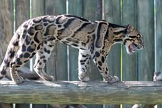 a large cat walking on top of a wooden fence