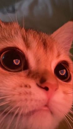 a close up of a cat's face looking at the camera with big eyes