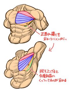 the muscles are labeled in english and japanese text, with an image of their corresponding muscles