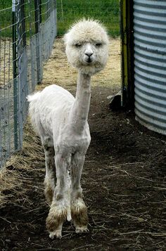 an alpaca is standing in the dirt near a fence