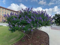 purple flowers are blooming in the middle of a green area next to a building