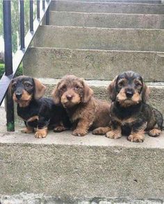 three dachshund puppies sitting on the steps in front of some stairs