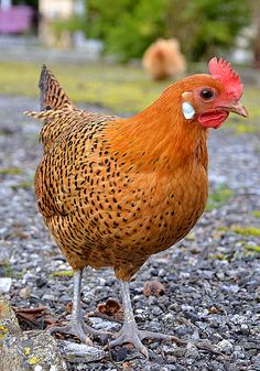 a brown chicken standing on top of a gravel covered ground next to rocks and grass