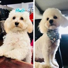 two pictures of a white dog wearing a bow tie