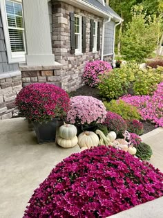 some purple flowers and white pumpkins in front of a house