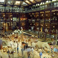 people are walking around an indoor museum with elephants and giraffes on display