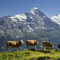 three cows are standing on a grassy hill in front of a mountain with snow capped peaks