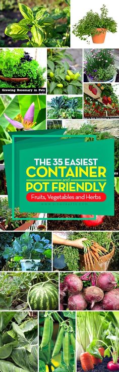 the seedist's container planter book cover is full of vegetables and plants