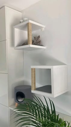 a cat sitting on top of a white shelf next to a potted palm tree