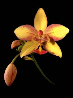 a yellow and red flower on a black background