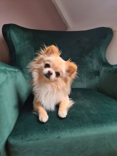 a small dog sitting on top of a green chair