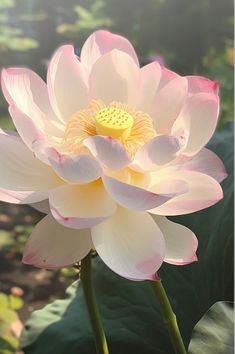 a pink and white lotus flower with green leaves in the foreground on a sunny day