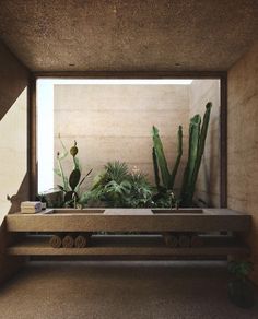 an indoor garden with cactuses and succulents