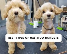 two dogs sitting on top of a table with hair dryer and combs in the background