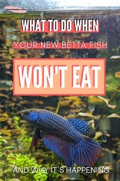 a blue fish with the words what to do when your new betta fish won't eat and why it's happening