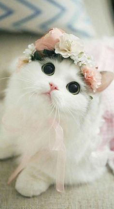 a white cat wearing a flower crown on its head