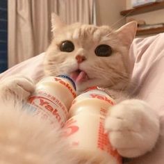 a white cat laying on top of a bed next to two orange and white bottles