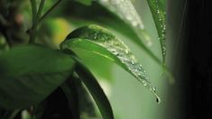 water droplets on the leaves of a plant