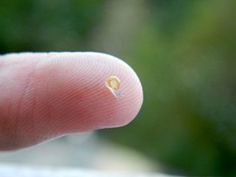 a tiny yellow object sitting on the tip of a finger with it's thumb