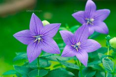 three purple flowers with green leaves in the background