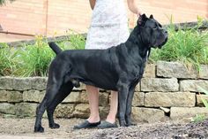 a large black dog standing next to a woman