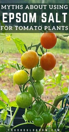 a tomato plant with the words, myths about using epsom salt for tomato plants