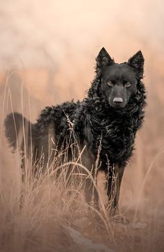 a black dog standing in tall grass on top of a dry grass covered field and looking at the camera