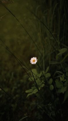 a single white flower sitting in the grass