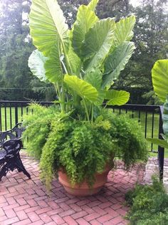 a large potted plant sitting on top of a brick patio