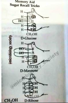 the diagram shows how many different types of sugars are arranged