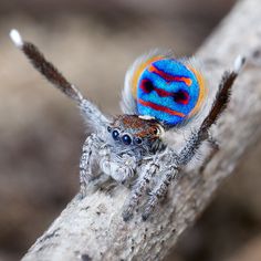 a close up of a spider on a branch with blue and orange markings in it's eyes